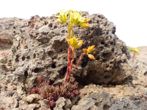 Image of spearleaf stonecrop