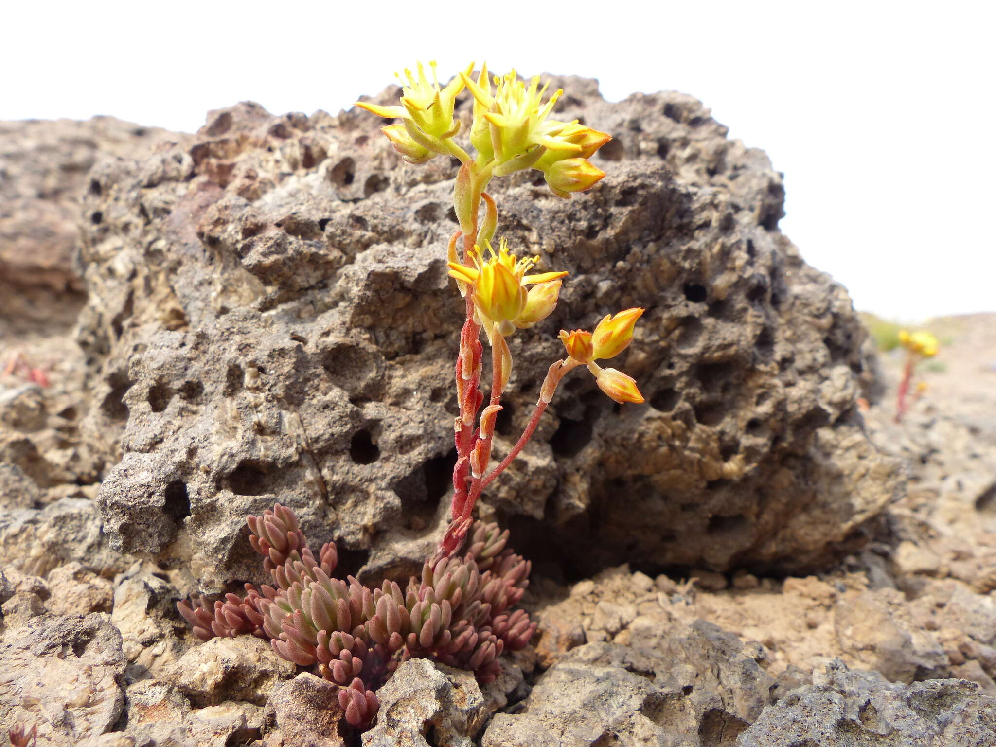 Слика од Sedum lanceolatum subsp. lanceolatum