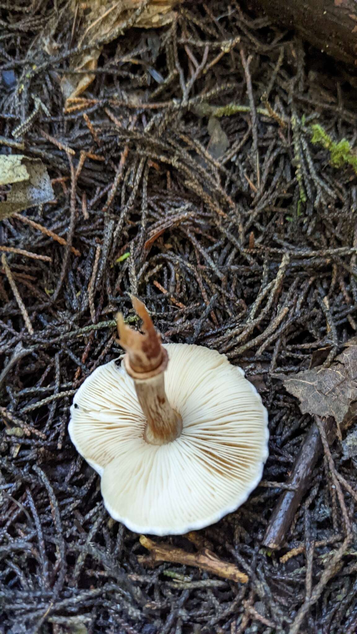 Imagem de Leucoagaricus cupresseus (Burl.) Boisselet & Guinb. 2001