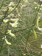 Imagem de Astragalus cusickii A. Gray