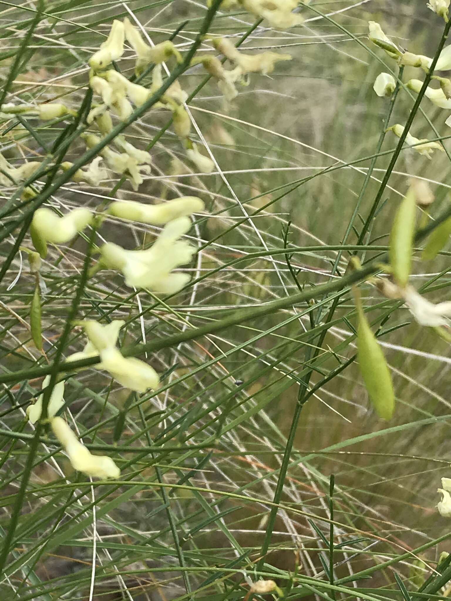 Imagem de Astragalus cusickii A. Gray