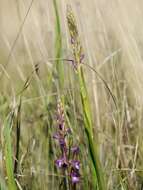 Image of Anacamptis palustris (Jacq.) R. M. Bateman, Pridgeon & M. W. Chase