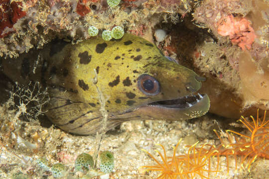 Image of Fimbriated moray