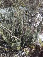 Image of scaled cloak fern