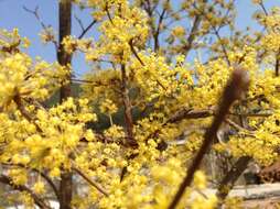 Plancia ëd Cornus officinalis Siebold & Zucc.