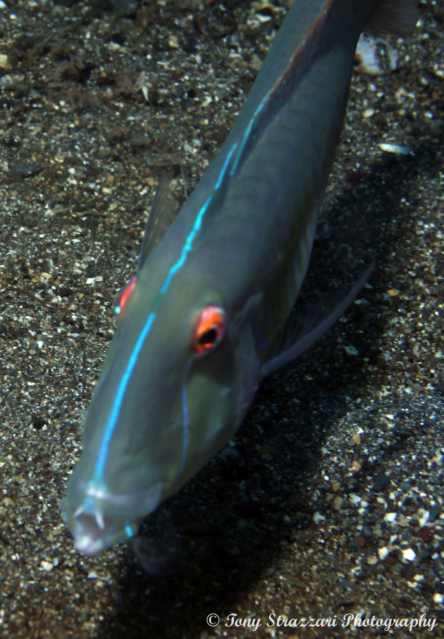 Image of Finspot razorfish