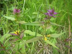 Слика од Melampyrum nemorosum subsp. catalaunicum (Freyn) Beauv.