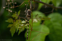 Image of Macromia annulata Hagen 1861