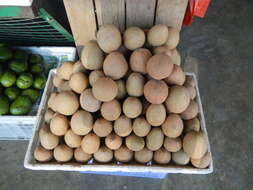 Image of sapodilla