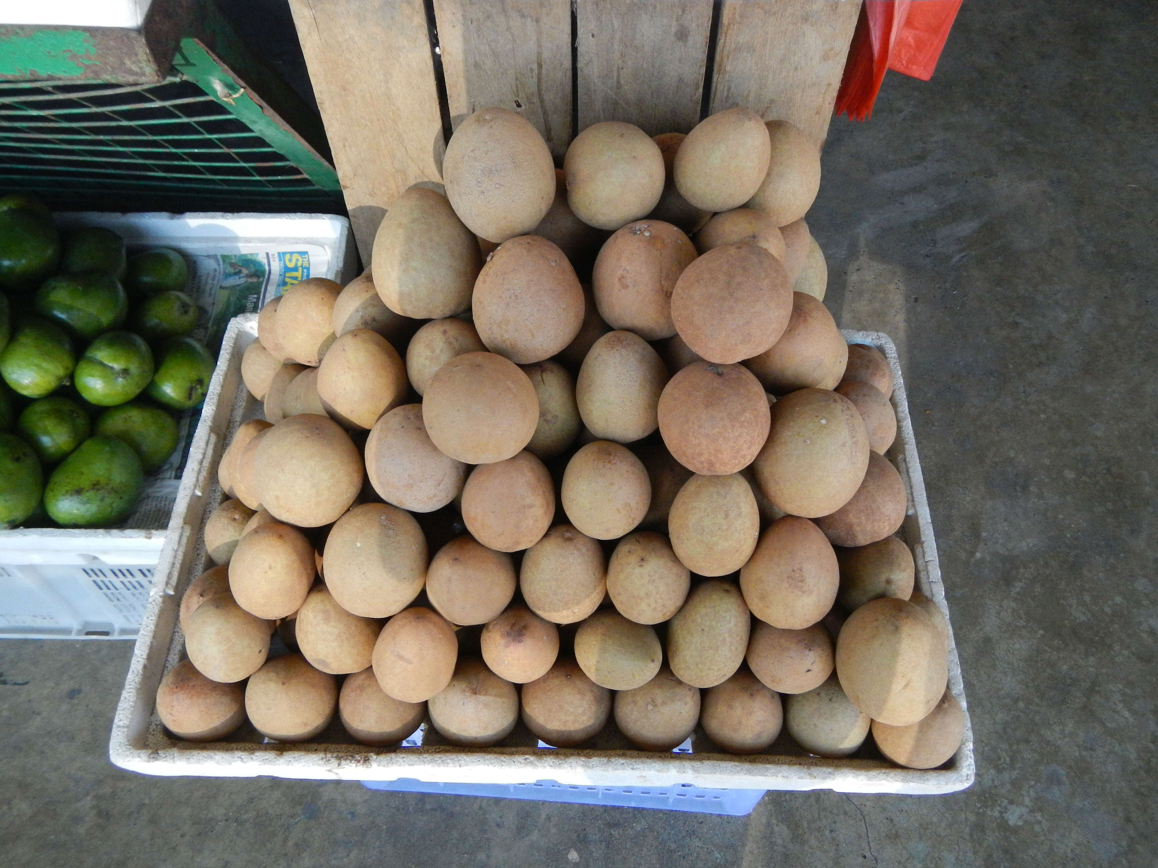 Image of sapodilla