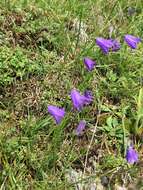 Image of Campanula martinii F. Fen., Pistarino, Peruzzi & Cellin.