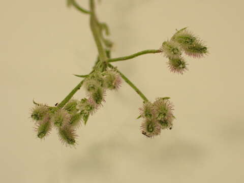 Image of spreading hedgeparsley