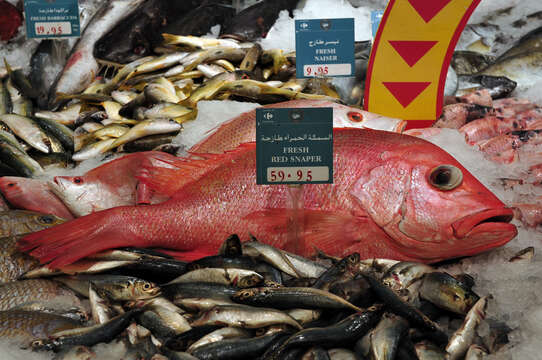 Image of Large-mouthed Nannygai