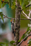 Image of Brown-fronted Woodpecker