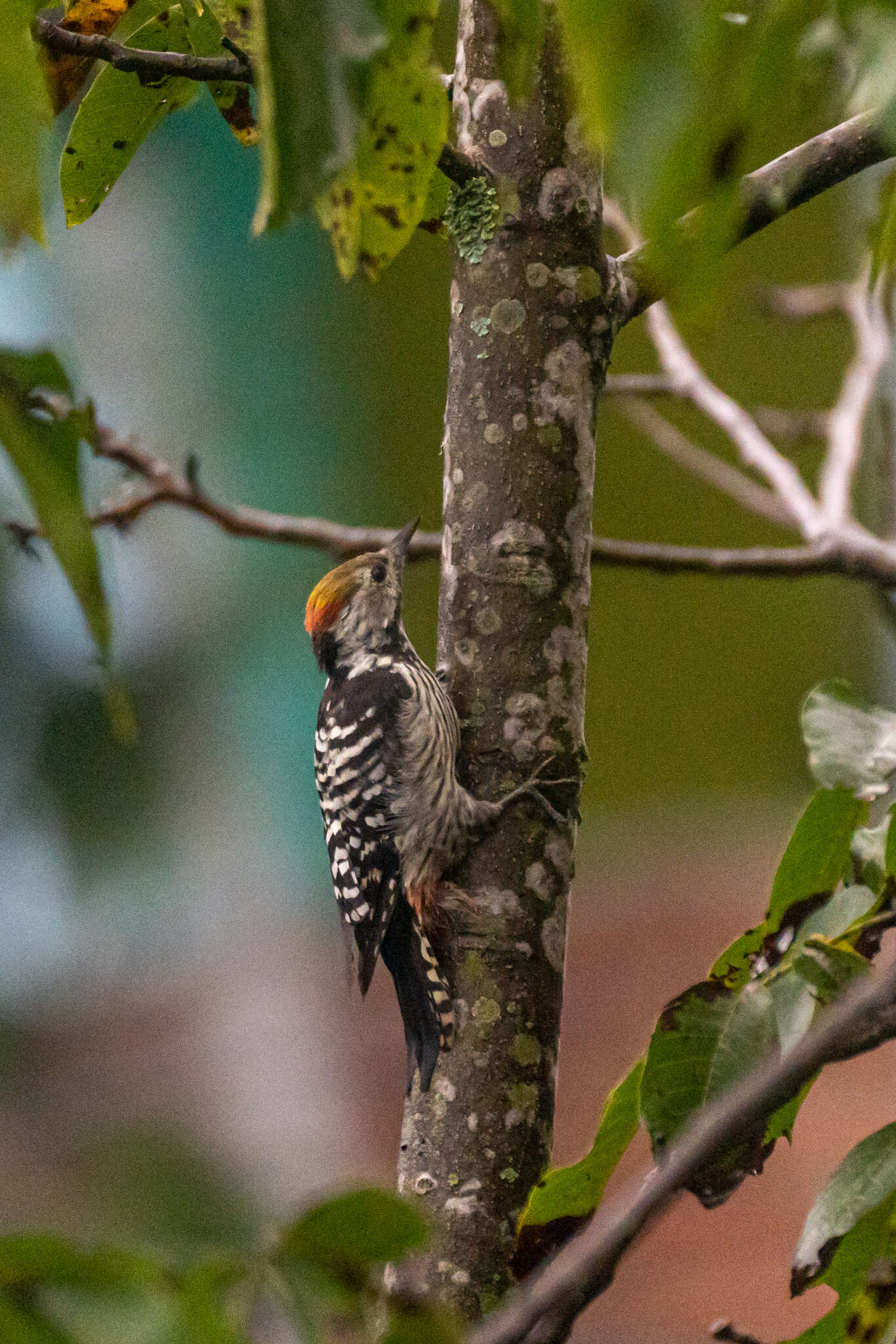 Image of Brown-fronted Woodpecker