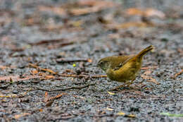 Image of White-browed Scrubwren