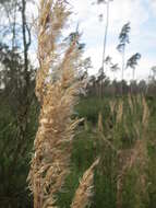 Imagem de Calamagrostis epigejos (L.) Roth