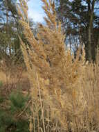 Imagem de Calamagrostis epigejos (L.) Roth