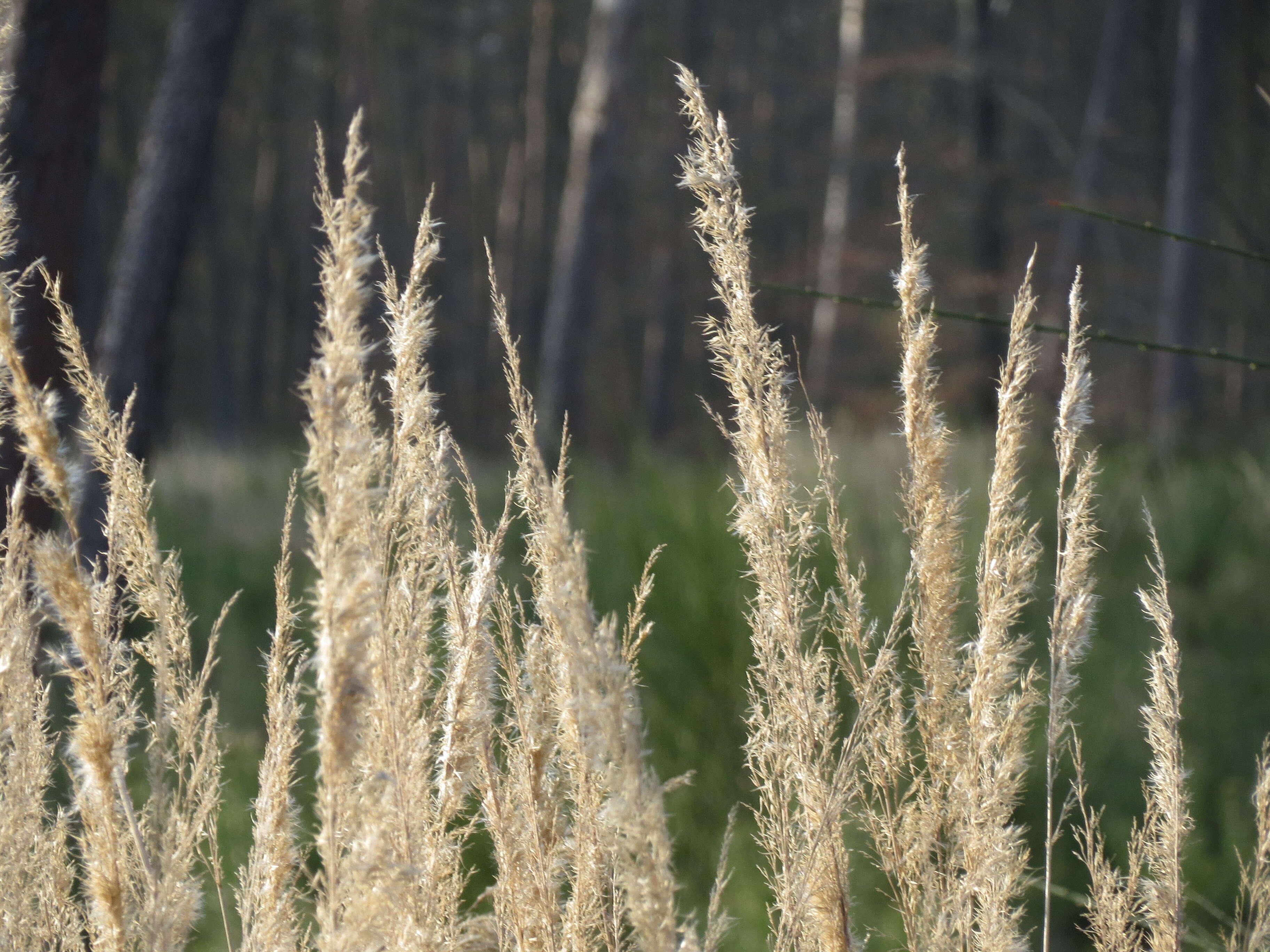 Imagem de Calamagrostis epigejos (L.) Roth