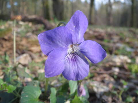 Image of common dog-violet