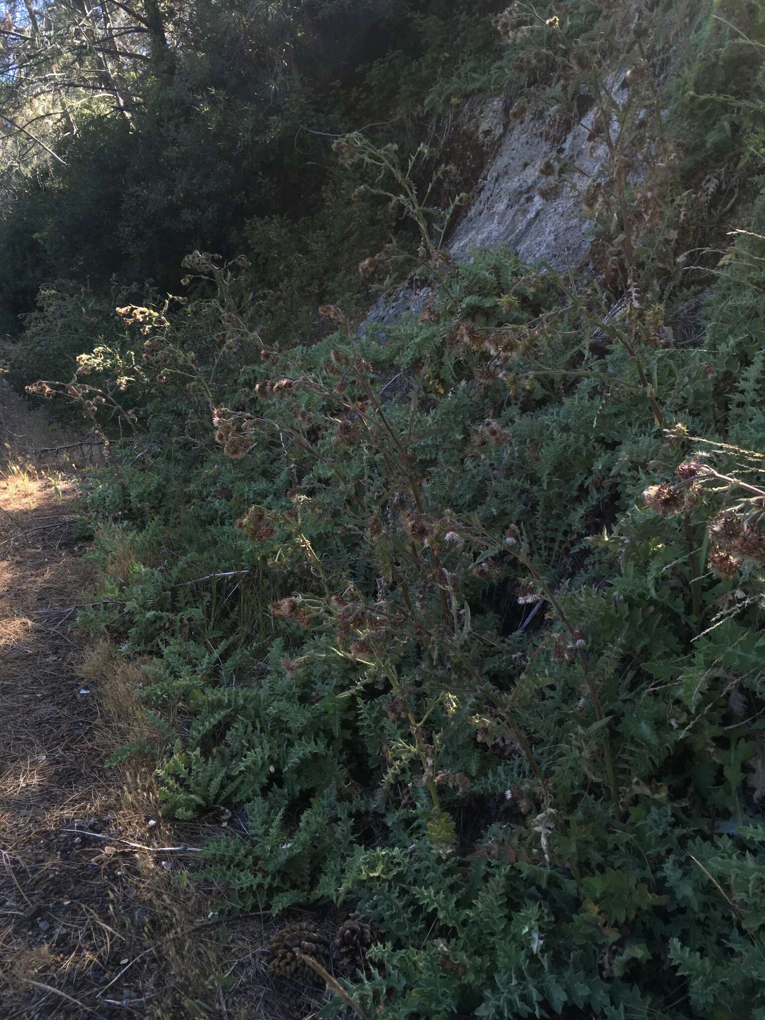 Plancia ëd Cirsium fontinale var. campylon (H. Sharsm.) Pilz ex D. J. Keil & C. E. Turner