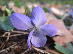 Image of common dog-violet