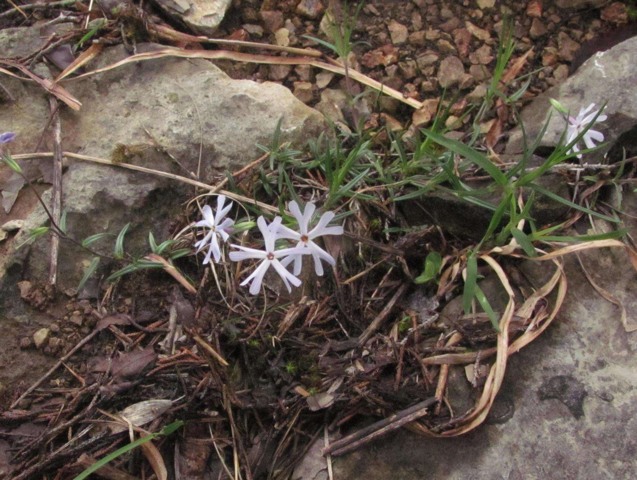 Imagem de Phlox bifida subsp. stellaria (A. Gray) Wherry