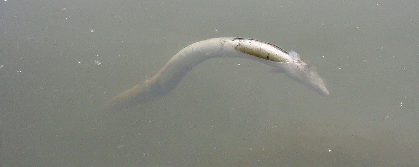 Image of European Eel
