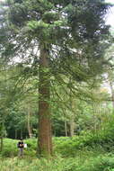 Image of Spanish Fir