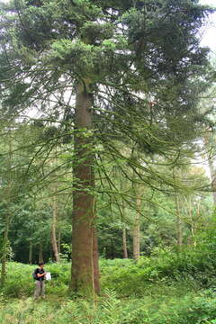 Image of Spanish Fir