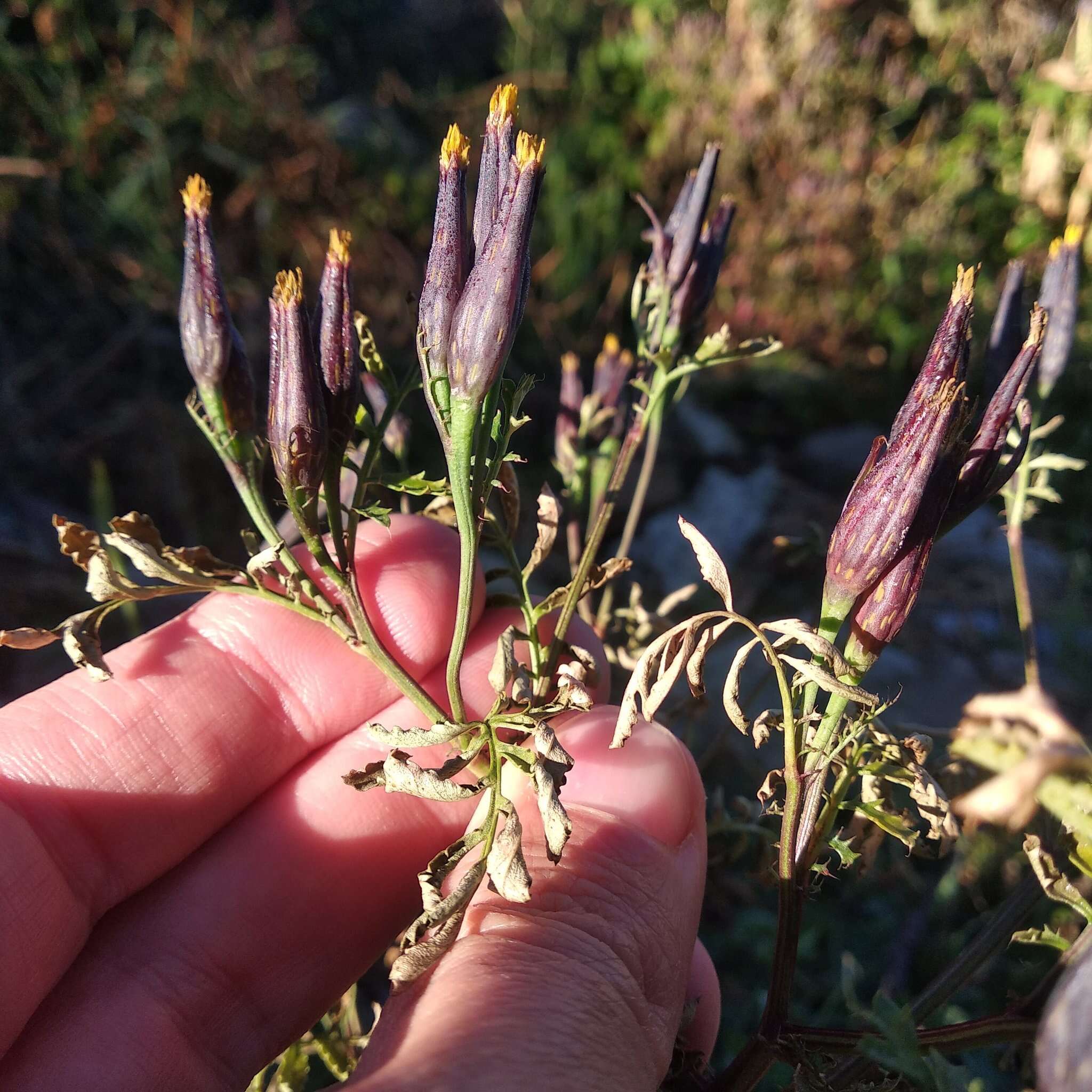 Слика од Tagetes foetidissima Hort. ex DC.