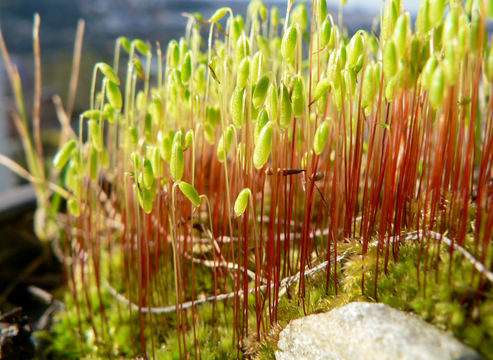 Image of ceratodon moss