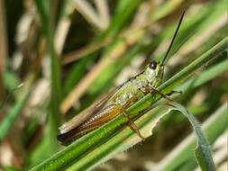 Plancia ëd Mecostethus parapleurus (Hagenbach 1822)