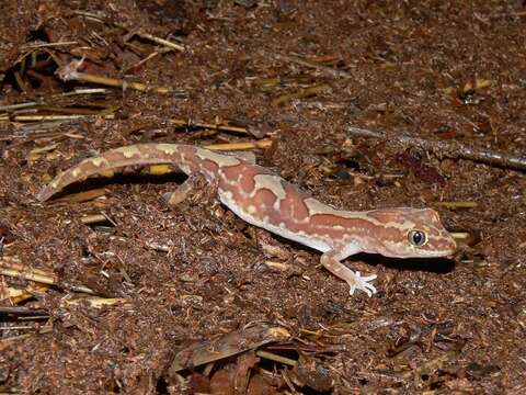 Image of Box-patterned Gecko