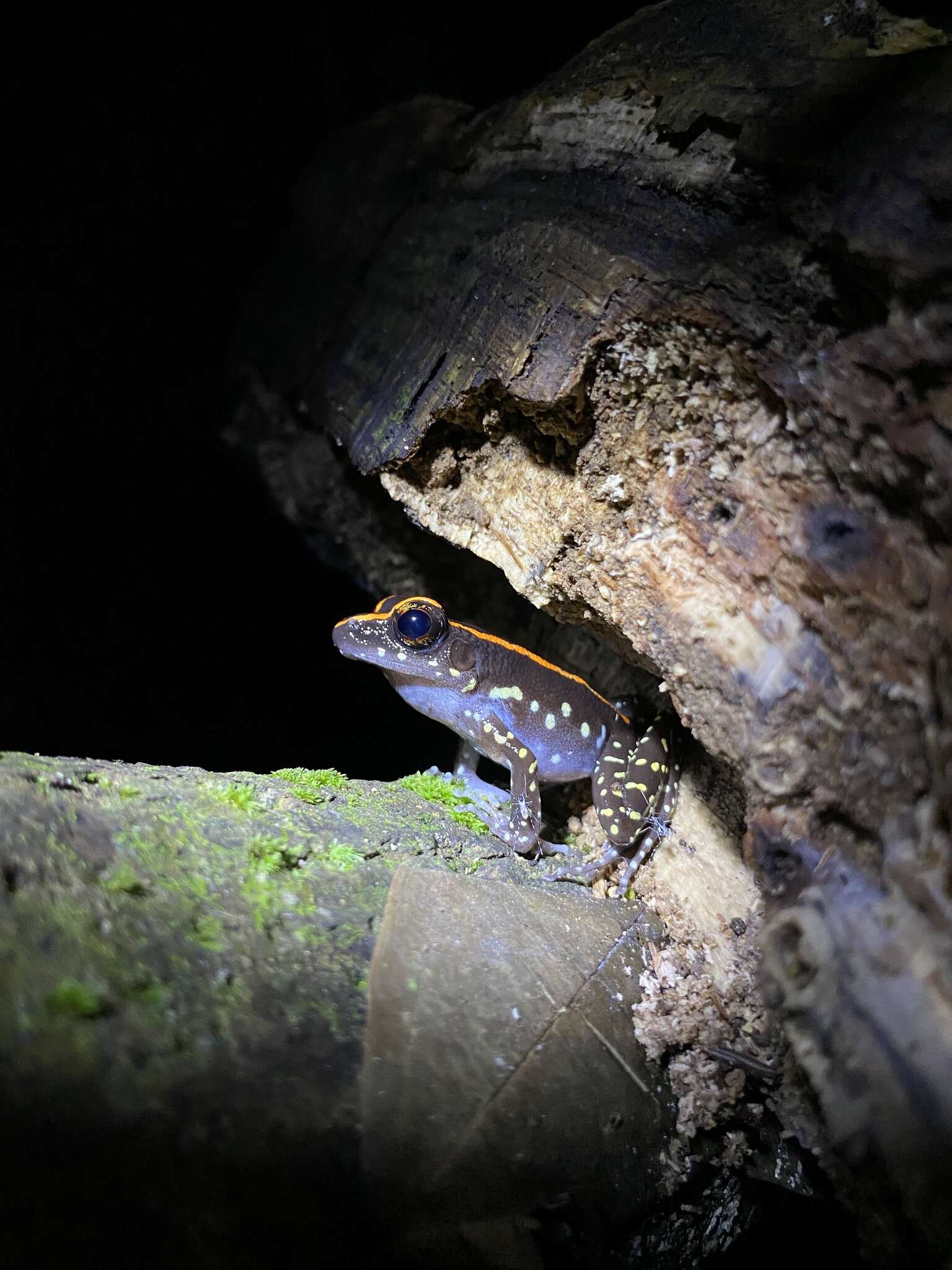 Plancia ëd Pulchrana centropeninsularis (Chan, Brown, Lim, Ahmad & Grismer 2014)