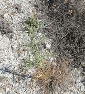 Image of Eryngium glomeratum Lam.