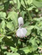 Image of Dicliptera minor subsp. pratis-manna K. Balkwill