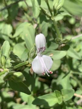 Plancia ëd Dicliptera minor C. B. Cl.