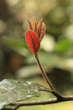 Image of Litsea floribunda (Bl.) Gamble