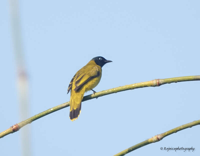 Image of Black-headed Bulbul