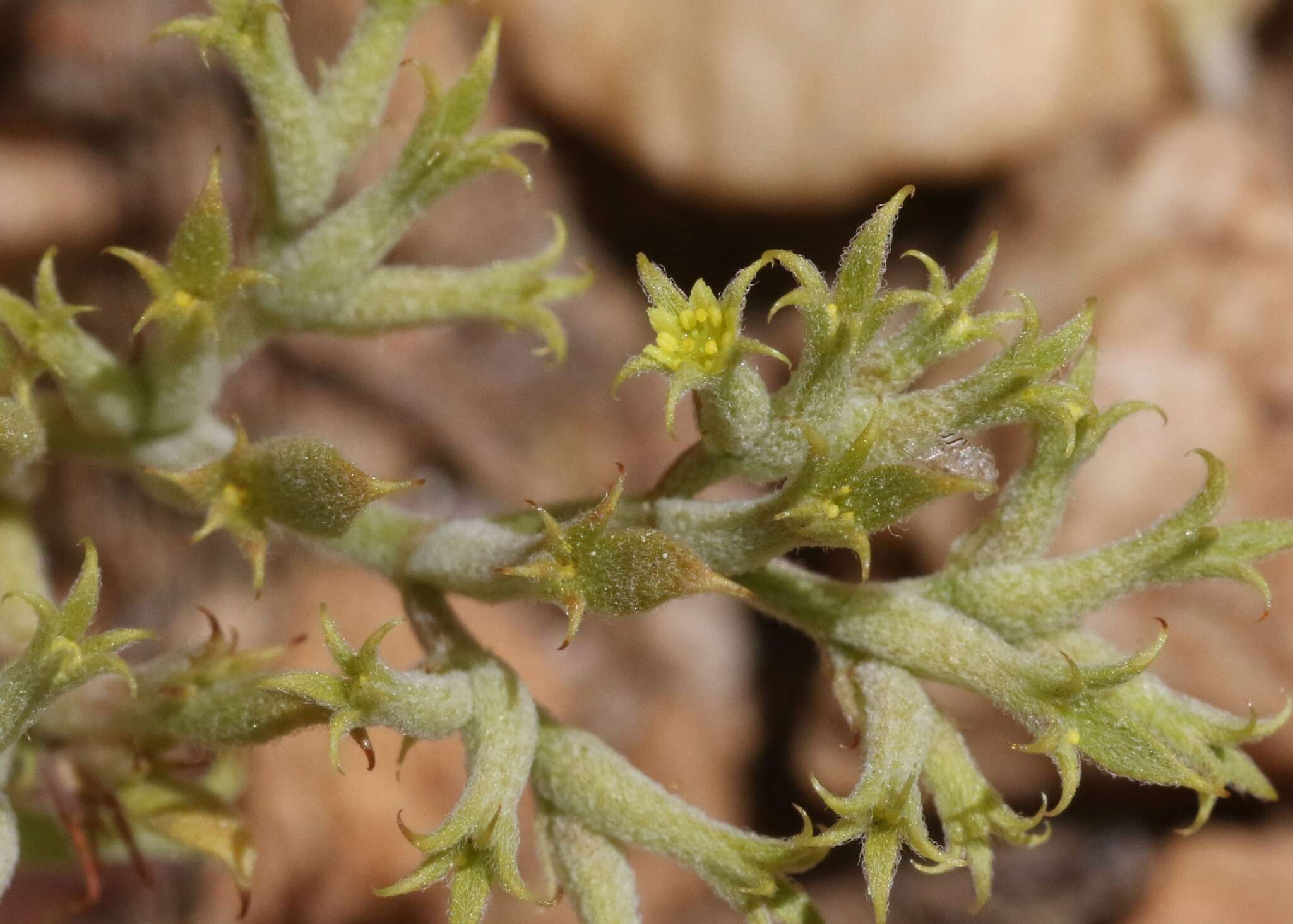 Image of fivetooth spineflower