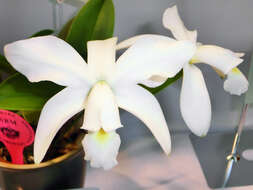 Image of Violet Cattleya