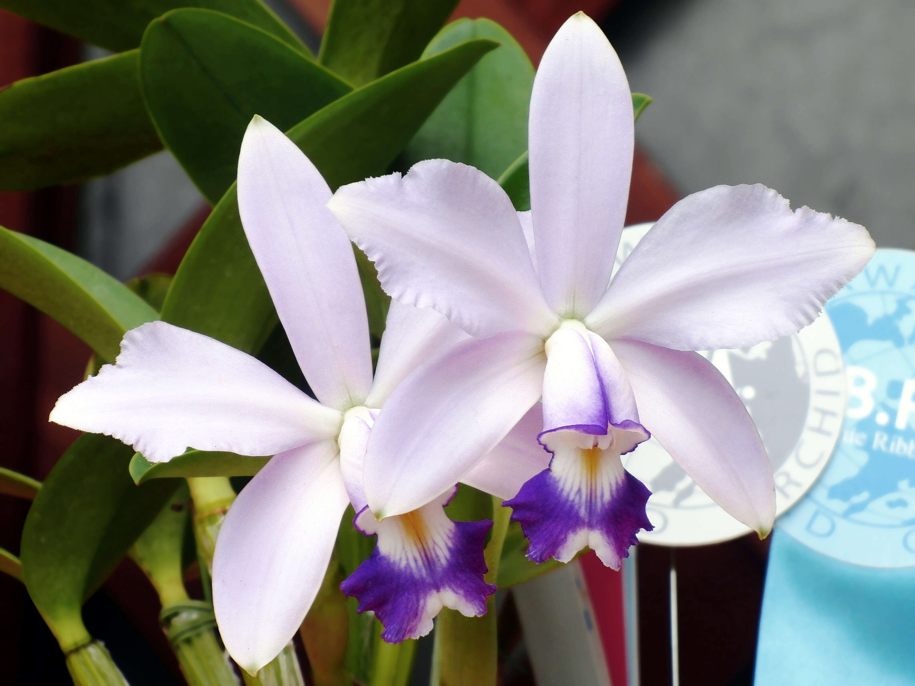 Image of Violet Cattleya