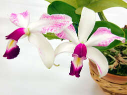 Image of Violet Cattleya