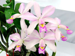 Image of Violet Cattleya