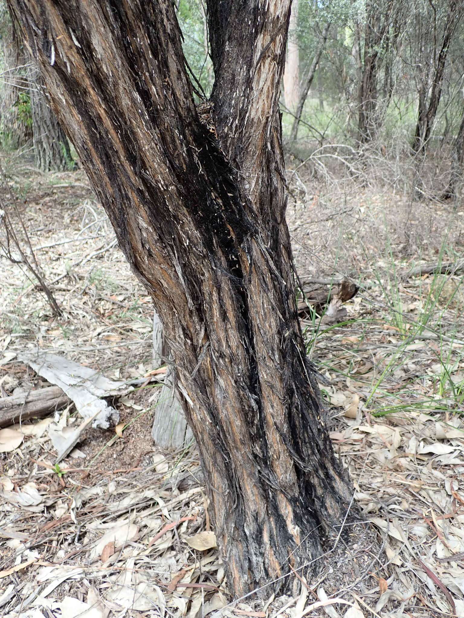 Image of Leptospermum brevipes F. Müll.