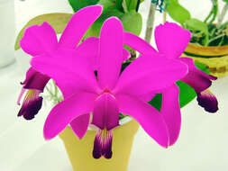 Image of Violet Cattleya