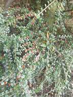 Image of rockspray cotoneaster