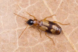 Image of Ground beetle