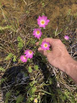 Image of marsh rose gentian